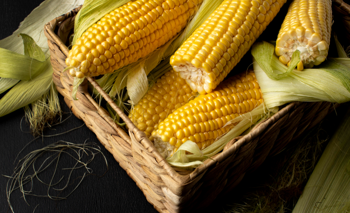 Sustainable Corn Farming Project