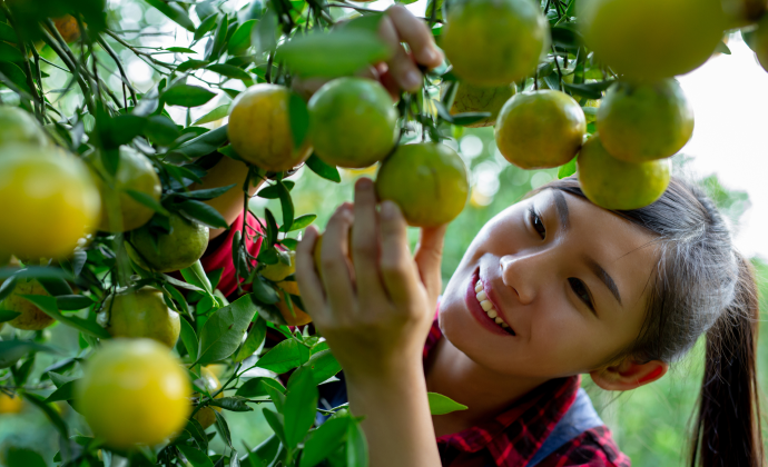 Lifetime Organic Fruit Investment