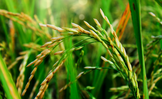 Sustainable Rice Farm Investment